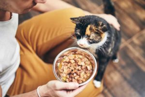 Katze mit Napf richtig füttern