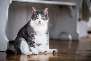 Dicke Übergewichtige Katze
