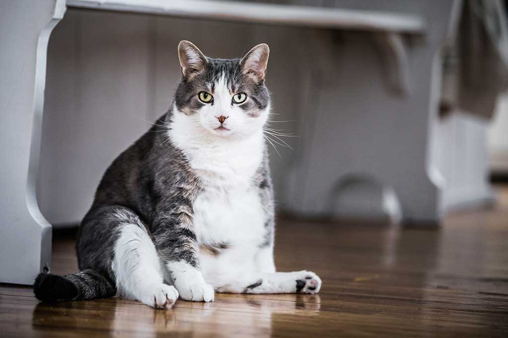 Katze Übergewicht: Alles was Sie über dicke Katzen wissen sollten