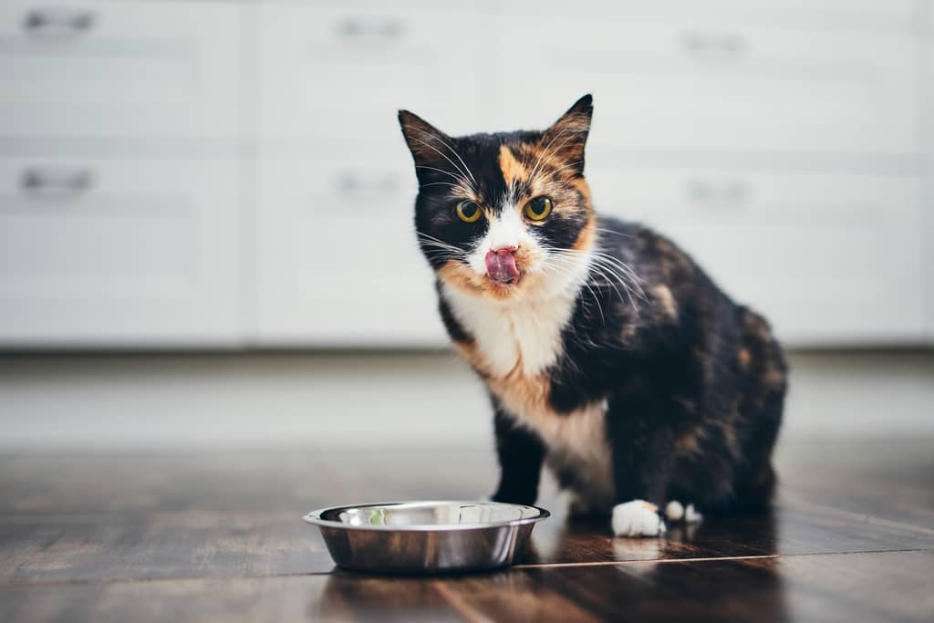 Hungrige Katzen essen gern neues Futter